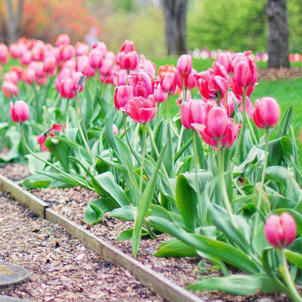 Gartenpflege von Kunz Gartenbau Seon